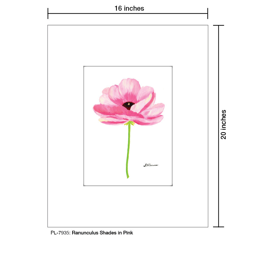 Ranunculus Shades in Pink, Print (#7935B)