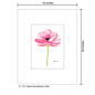 Ranunculus Shades in Pink, Print (#7935B)