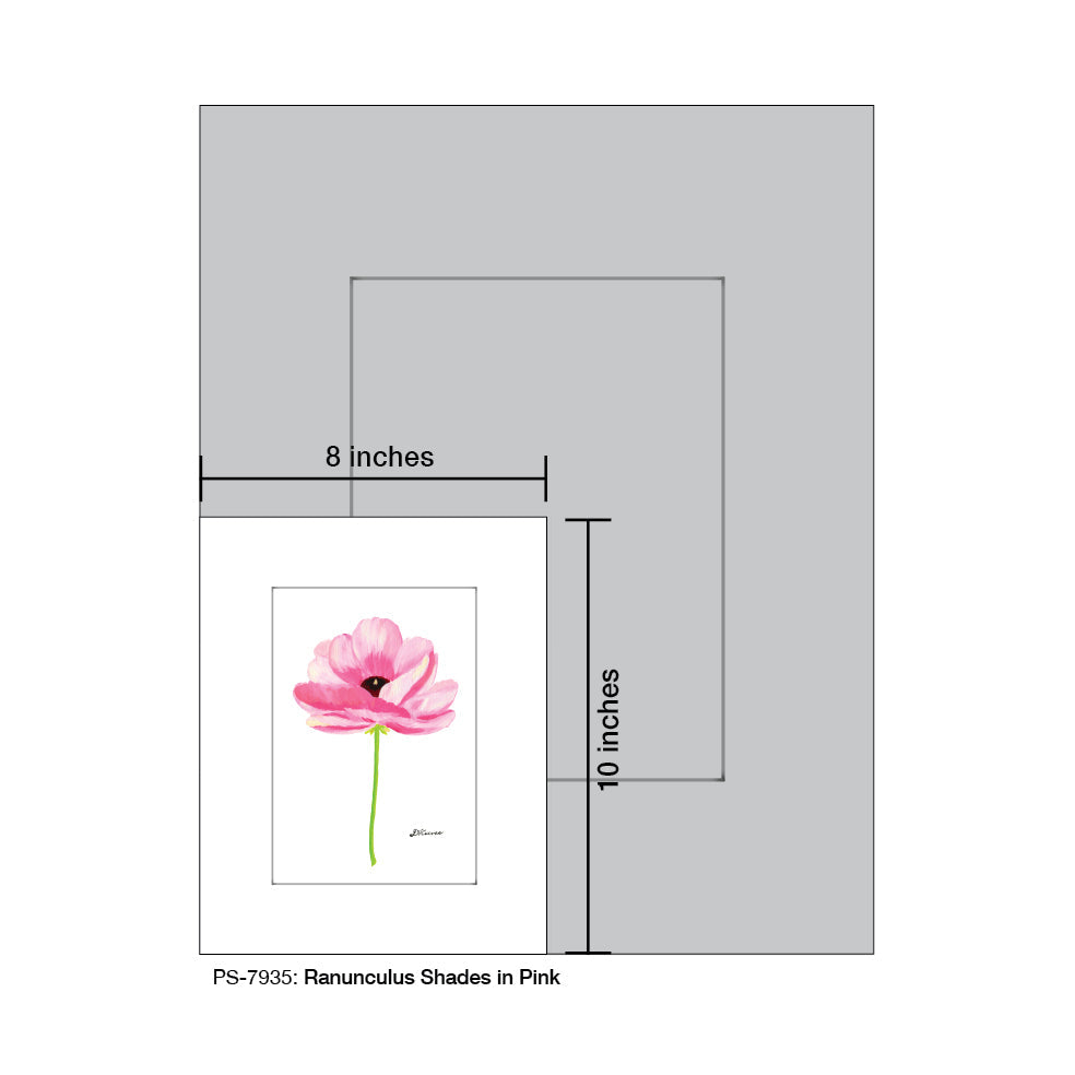 Ranunculus Shades in Pink, Print (#7935B)