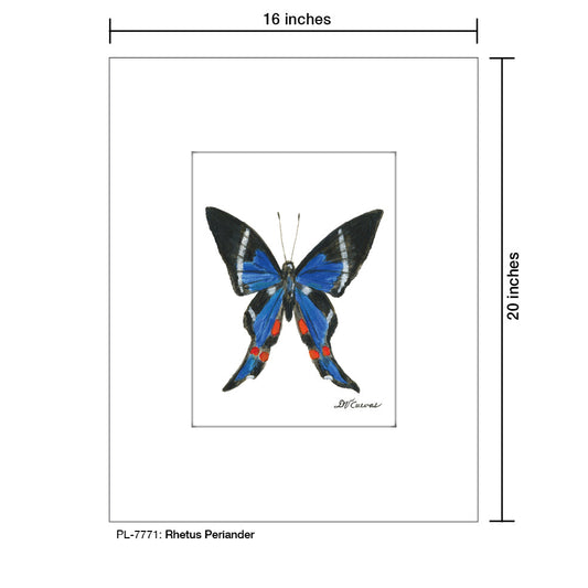 Rhetus Periander, Print (#7771A)