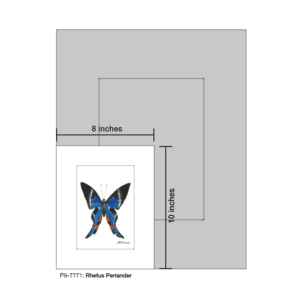 Rhetus Periander, Print (#7771A)