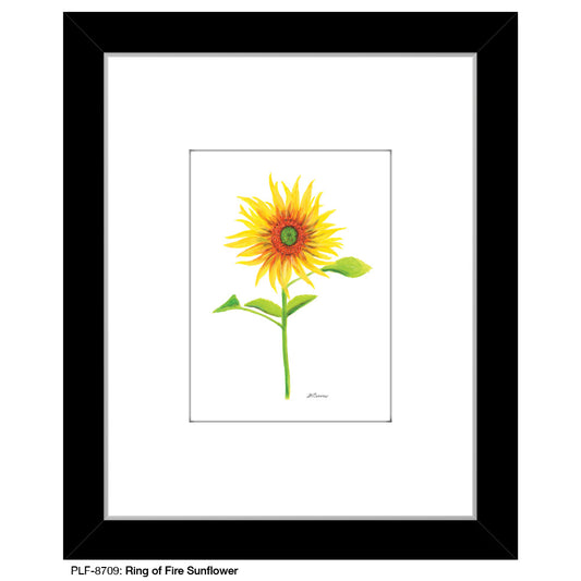 Ring of Fire Sunflower, Print (#8709A)