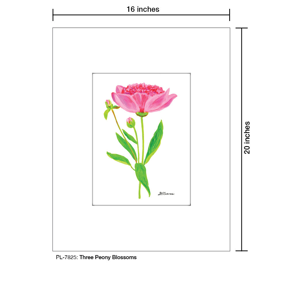 Three Peony Blossoms, Print (#7825E)