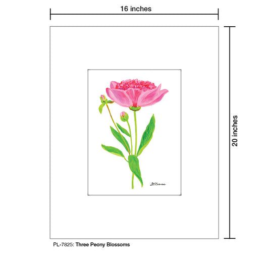 Three Peony Blossoms, Print (#7825E)