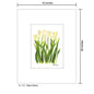 Tulipa Cultivar, Print (#7401A)