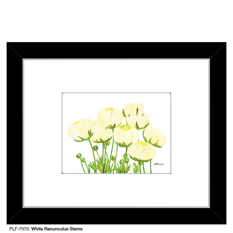 White Ranunculus Stems, Print (#7970A)