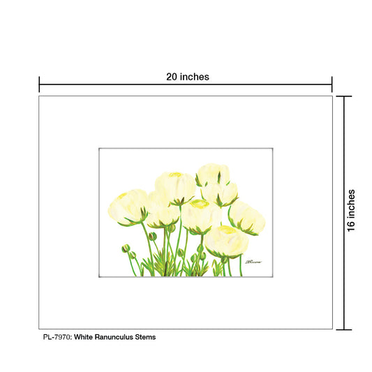 White Ranunculus Stems, Print (#7970A)