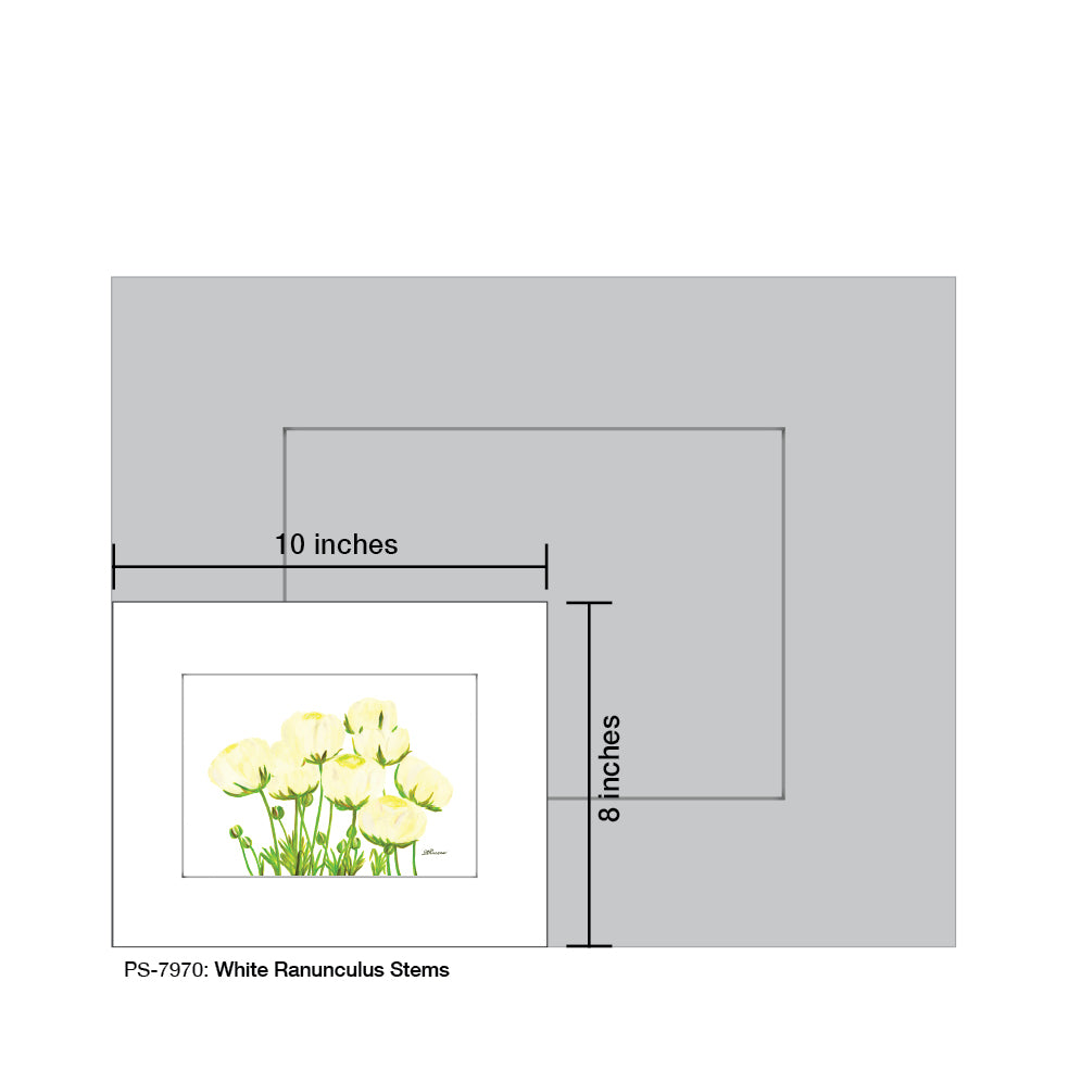 White Ranunculus Stems, Print (#7970A)