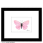 Lavender Pink Butterfly, Print (#8674F)