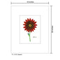 Gazania, Print (#7297B)