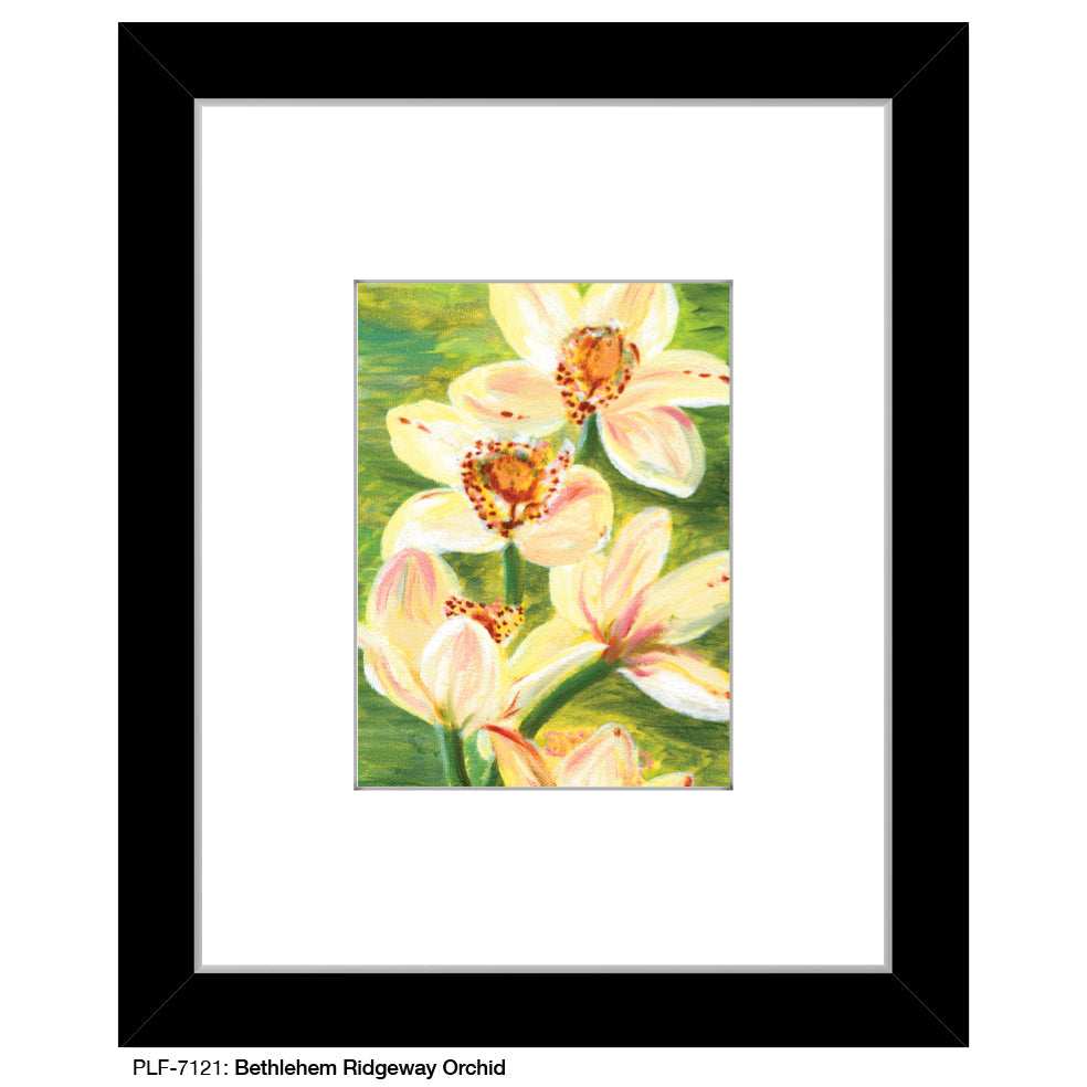Bethlehem Ridgeway Orchid, Print (#7121C)