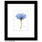 Blue Wild Flower Stem, Print (#7728A)