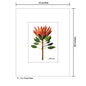 King Protea, Print (#7408A)