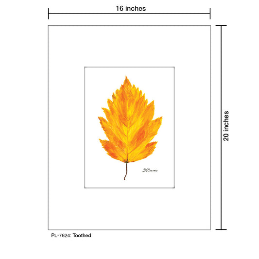 Toothed, Print (#7624A)