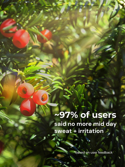 Yew Tree Bae Skin-Calming Hipsters