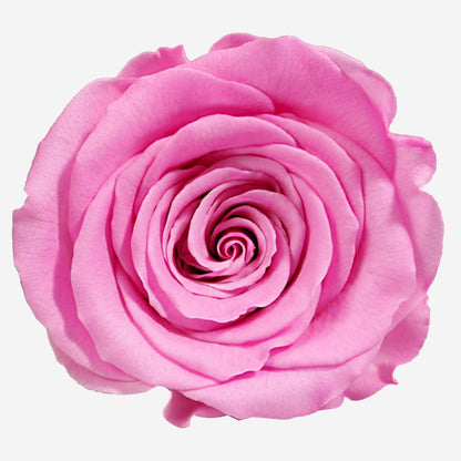 Long Stem Roses | Candy Pink Roses