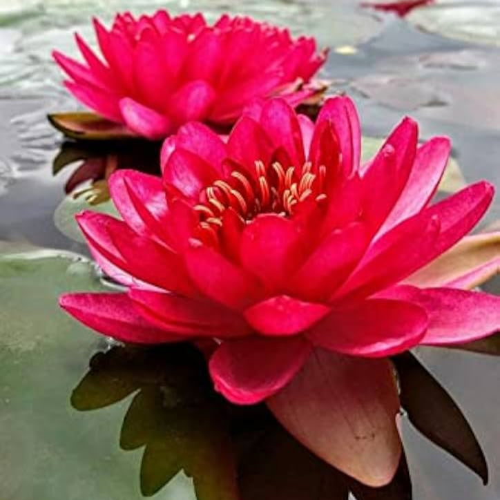 Red Lotus Flower Seeds for Planting