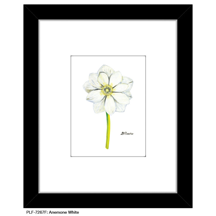 Anemone White, Print (#7267F)