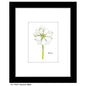Anemone White, Print (#7267F)