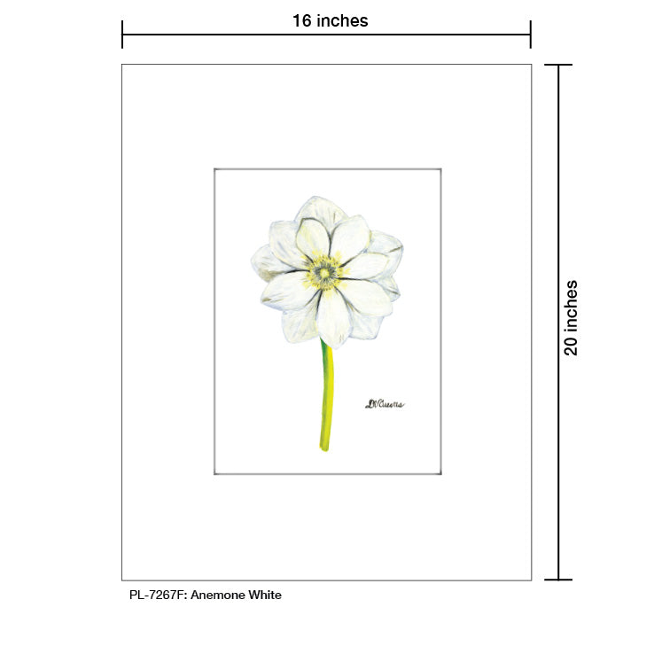 Anemone White, Print (#7267F)