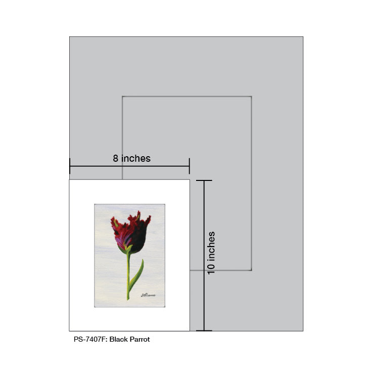 Black Parrot, Print (#7407F)