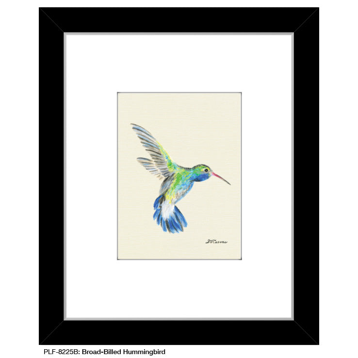 Broad-Billed Hummingbird, Print (#8225B)