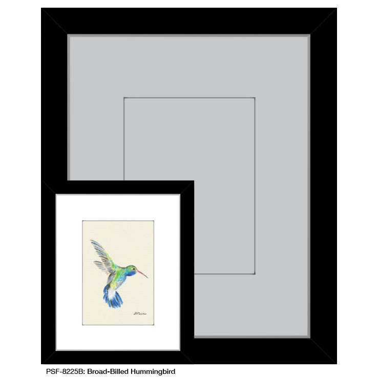 Broad-Billed Hummingbird, Print (#8225B)