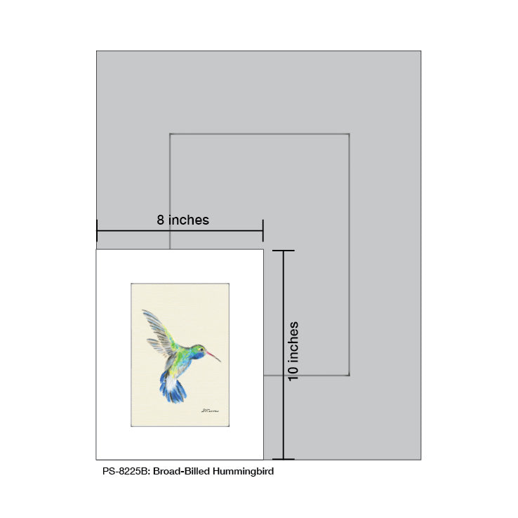 Broad-Billed Hummingbird, Print (#8225B)