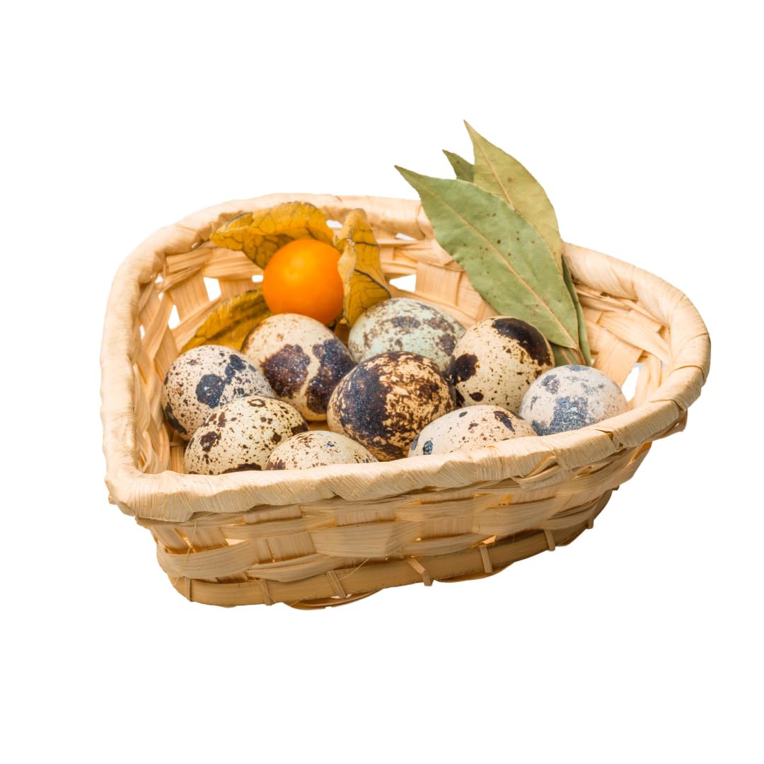 Fresh Quail Eggs Laid in the US