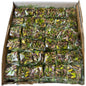 Turkish Delight With Pistachios - 1Lb Authentic Turkish Treat From ALBASHA Store