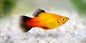 Sunburst Platy