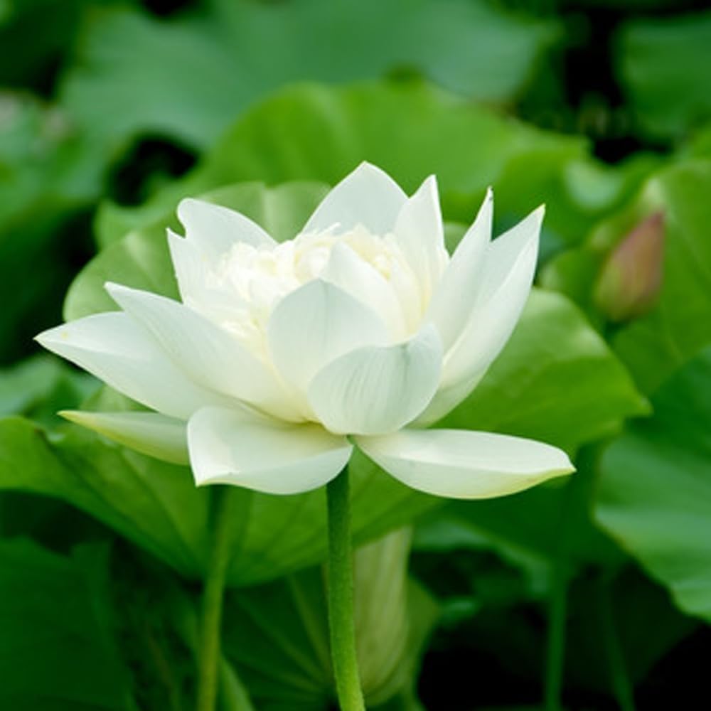 Open Mouth Bonsai Lotus Seeds Water Lily Flower for Planting