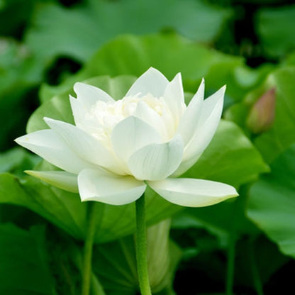 Open Mouth Bonsai Lotus Seeds Water Lily Flower for Planting