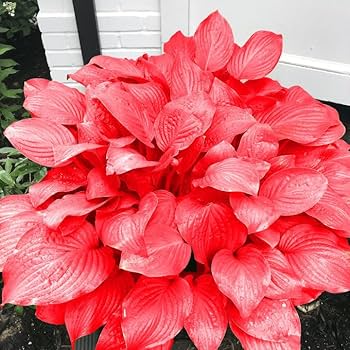 Hosta Jardin Perennials Lily Seeds for Planting