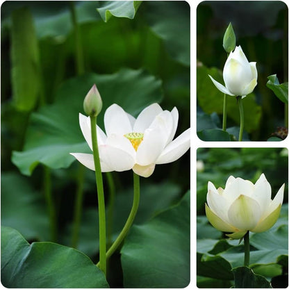 Open Mouth Bonsai Lotus Seeds Water Lily Flower for Planting