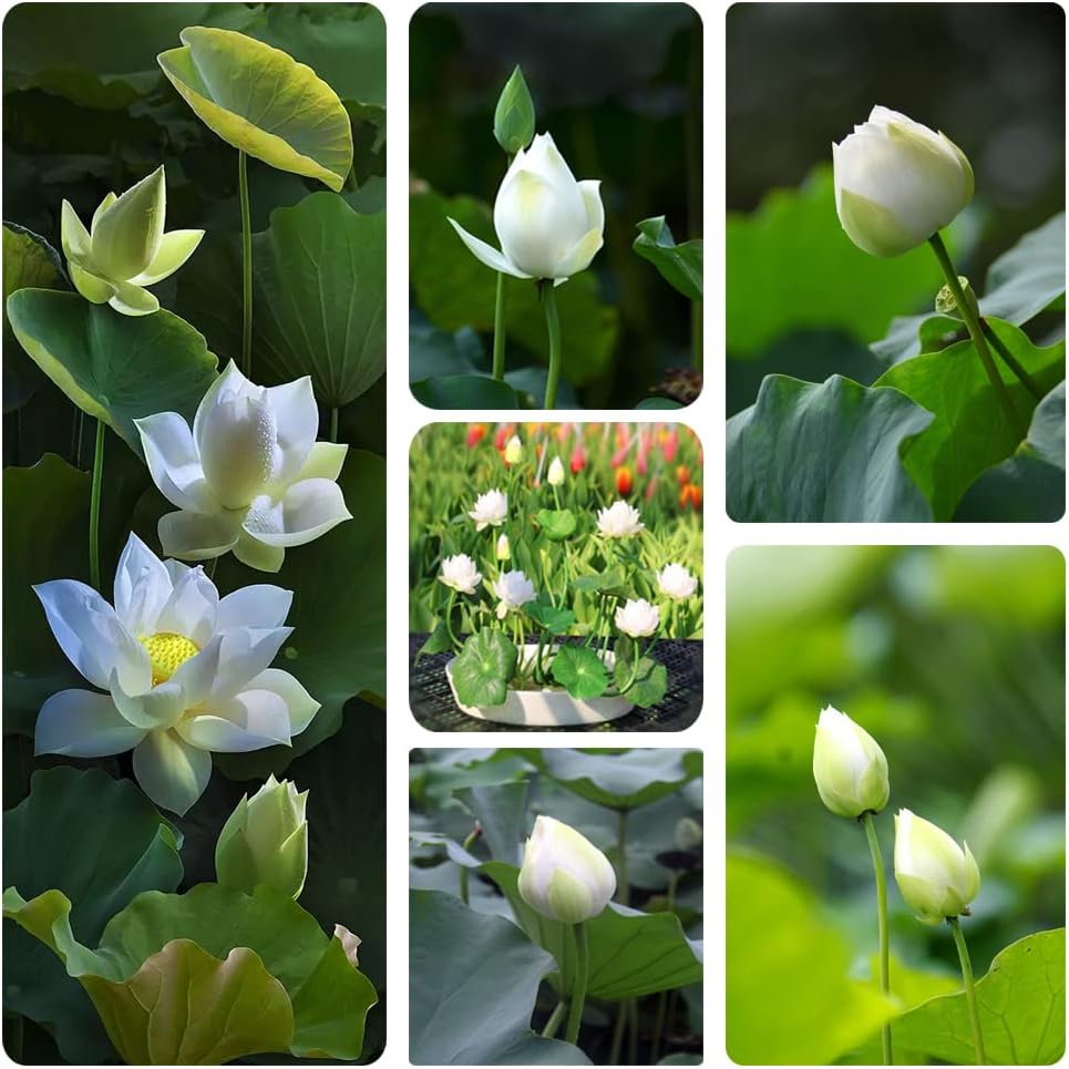 Open Mouth Bonsai Lotus Seeds Water Lily Flower for Planting
