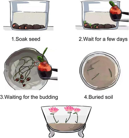 Lotus Flower Seeds for Planting, Comprehensive Guide to Cultivating Exquisite Lotus Blossoms