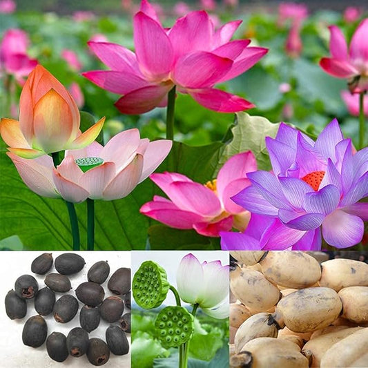 Lotus Root Seeds for Planting Edible Plant, Grow Beautiful Lotus Flowers And Roots for Home Garden, Organic Healthy Vegetable Seeds
