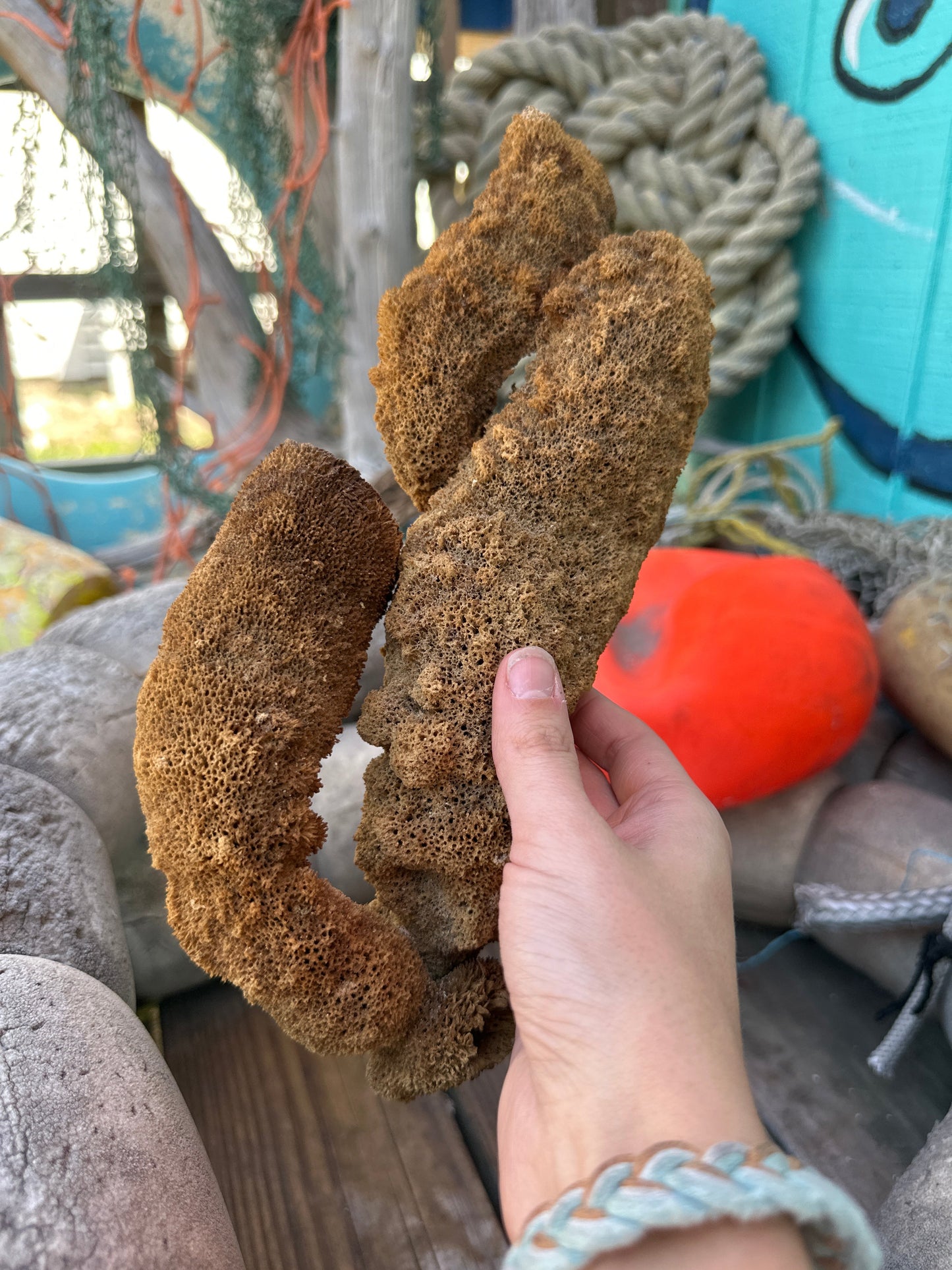 Pipe Sponge - Cribrochalina olemda