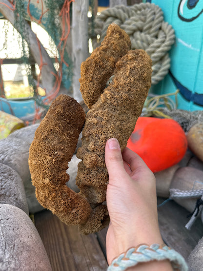 Pipe Sponge - Cribrochalina olemda