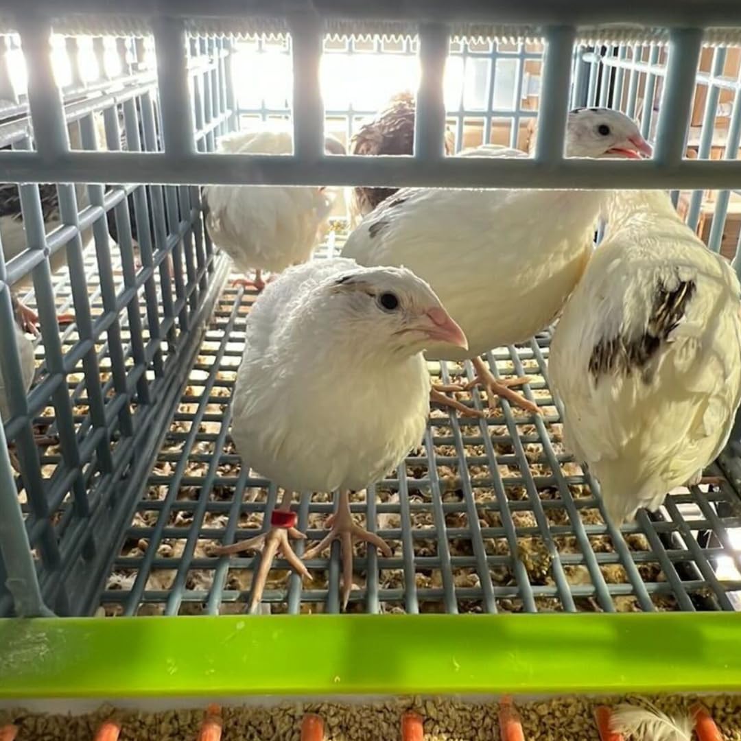 Jumbo White Coturnix Hatching Eggs - Premium Quail Eggs for Hatching - Perfect for Homesteaders, Breeders, Hobbyists - Freshly Collected for High Hatch Rates (Copy)