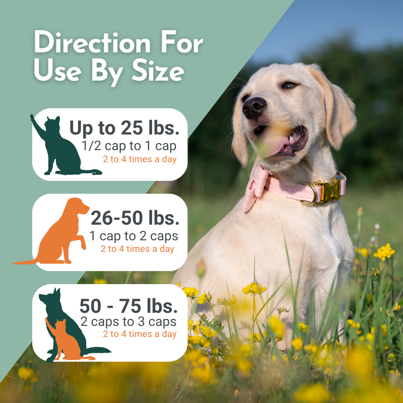 Pre-Order Hista Paws – with Quercetin for Dogs and Cats