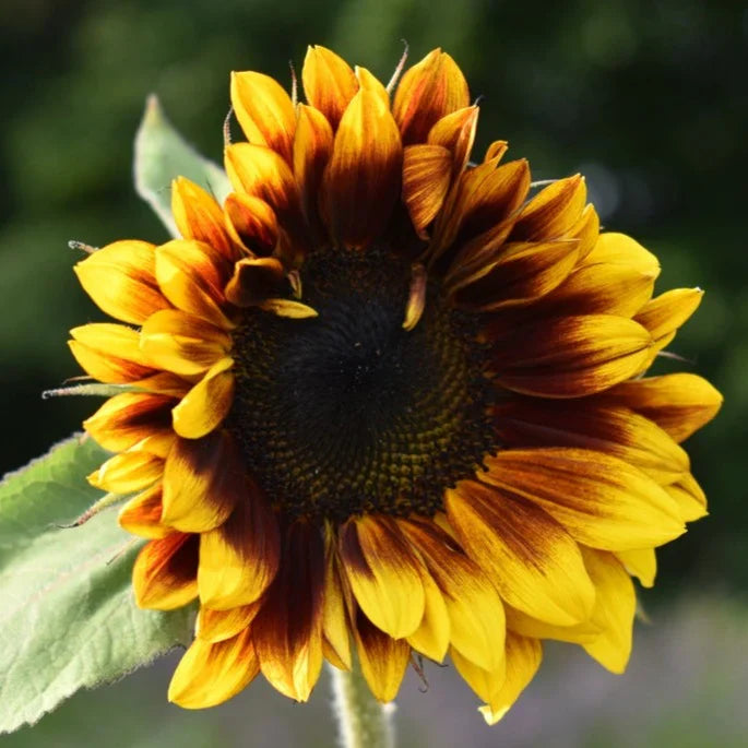 Sunflower Seeds - Ruby Passion â€“ Elevate Your Gardening with Bold, Vibrant Blooms!
