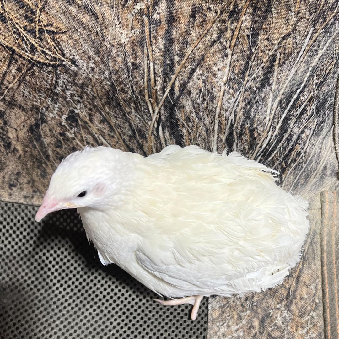Jumbo White Coturnix Hatching Eggs - Premium Quail Eggs for Hatching - Perfect for Homesteaders, Breeders, Hobbyists - Freshly Collected for High Hatch Rates (Copy)