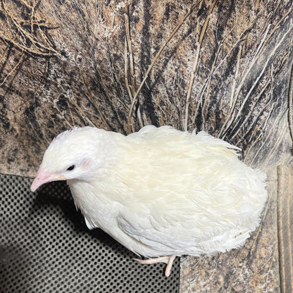 Jumbo White Coturnix Hatching Eggs - Premium Quail Eggs for Hatching - Perfect for Homesteaders, Breeders, Hobbyists - Freshly Collected for High Hatch Rates (Copy)