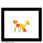 Multi-Colored Poppies, Print (#7100A)
