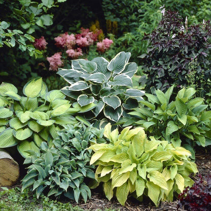 Hosta Mix Plant Seeds, Vibrant Hardy Perennials for Shade, Easy to Grow And Maintain