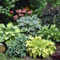 Hosta Mix Plant Seeds, Vibrant Hardy Perennials for Shade, Easy to Grow And Maintain