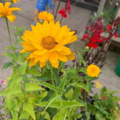 False Sunflowers Seeds (Heliopsis Helianthoides) | Perennial, Hardy, Heat & Drought Tolerant | Vibrant Cut Flowers for Patio, Container, and Garden Bed | 50Pcs Flower Seeds