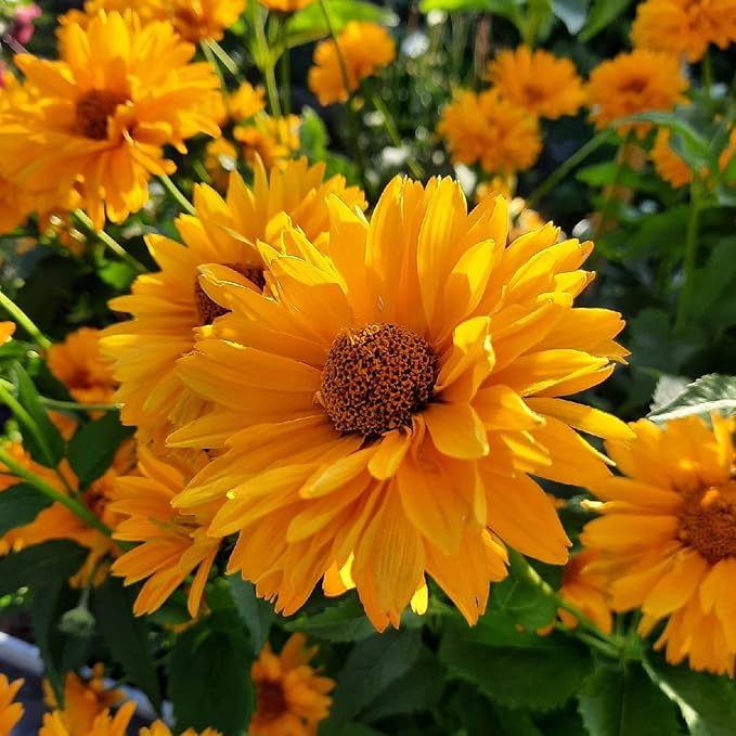False Sunflower Seeds - Heliopsis Helianthoides, Perennial with Bright, Cheerful Blooms